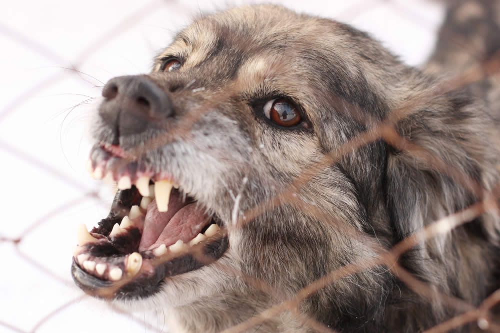 Dog Attacks: The Statute of Liability